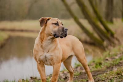 Huisdier