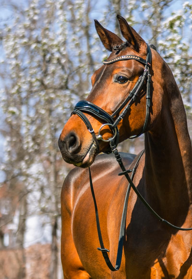 Huisdier fotoshoot