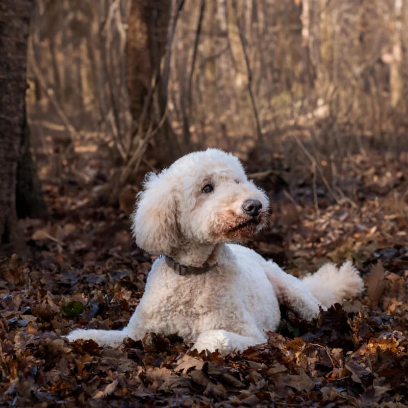 Huisdier fotoshoot