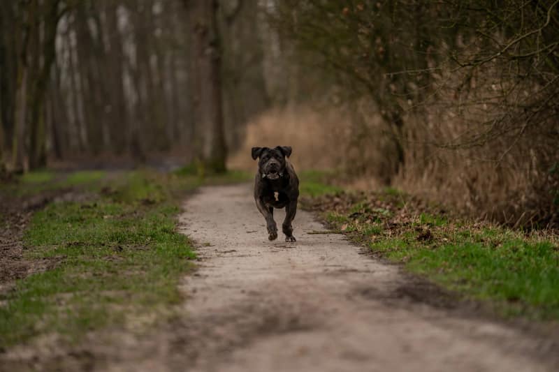 Huisdier fotoshoot