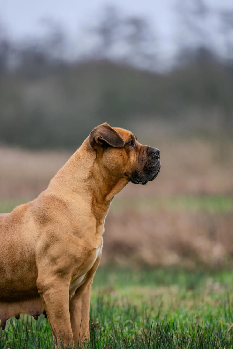 Huisdier fotoshoot