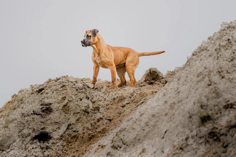Huisdier fotoshoot
