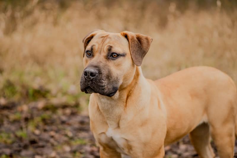 Huisdier fotoshoot