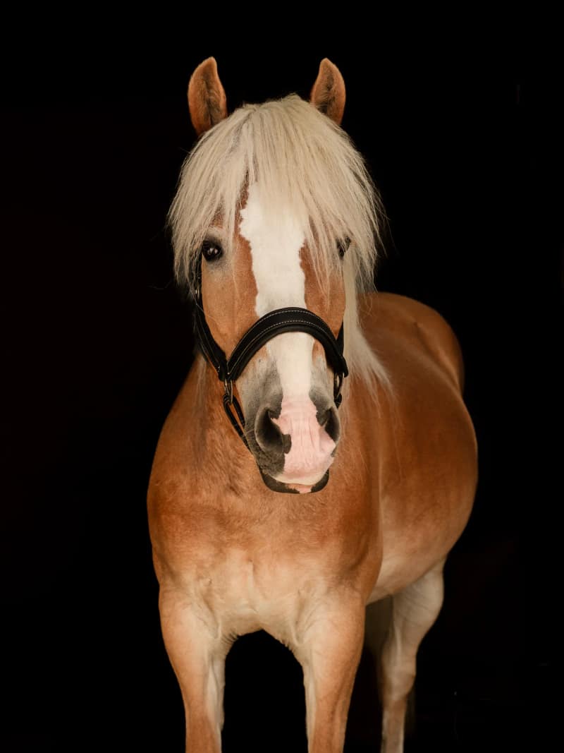 Huisdier fotoshoot