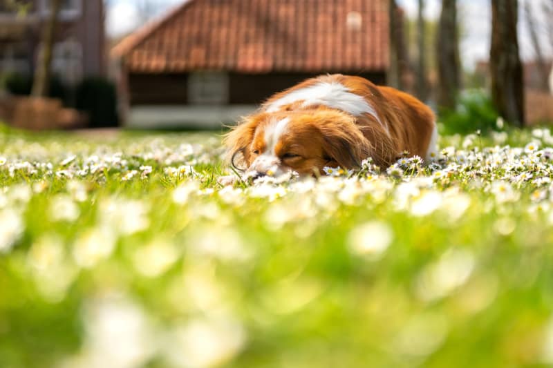 Huisdier fotoshoot