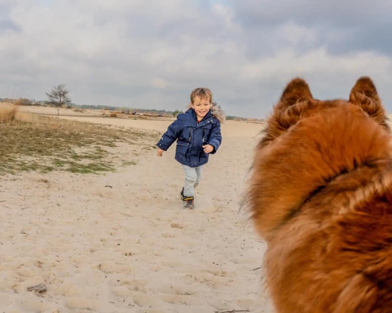 Huisdier fotoshoot